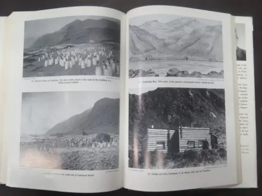 J. S. Cumpston, Macquire Island - Image 3