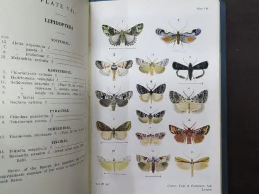 G. V. Hudson, Fragments of New Zealand Entomology - Image 7