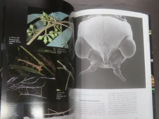 David Rentz, Grasshopper Country : The abundant orthopteroid insects of Australia - Image 9