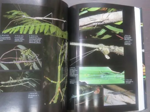 David Rentz, Grasshopper Country : The abundant orthopteroid insects of Australia - Image 8