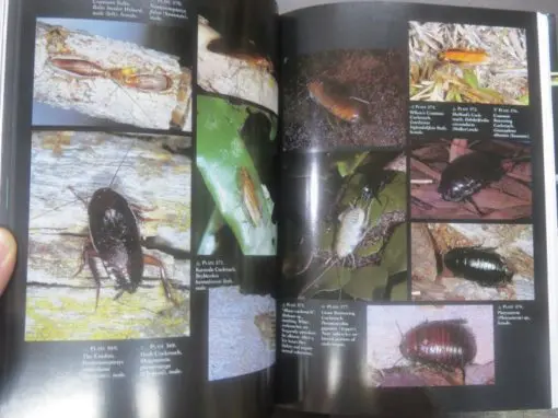 David Rentz, Grasshopper Country : The abundant orthopteroid insects of Australia - Image 7