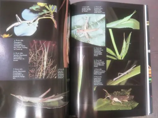 David Rentz, Grasshopper Country : The abundant orthopteroid insects of Australia - Image 6