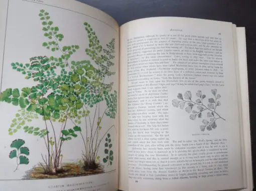 James Britten, European Ferns, Coloured Illustrations from Nature by D. Blair - Image 8