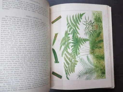 James Britten, European Ferns, Coloured Illustrations from Nature by D. Blair - Image 7