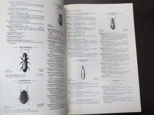G. Kuschel, Beetles in a suburban environment: a New Zealand case study, The identity and status of Coleoptera in the natural and modified habitas of Lynfield, Auckland (1974- 1989) - Image 4