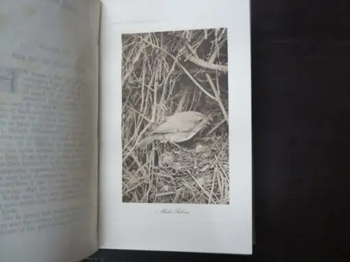 H. Guthrie-Smith, Mutton Birds And Other Birds - Image 6