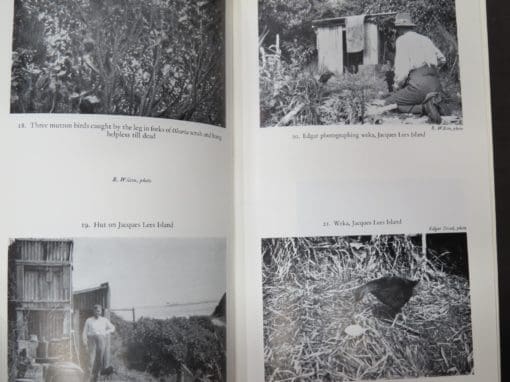 Robert Wilson, Bird Islands of New Zealand - Image 12