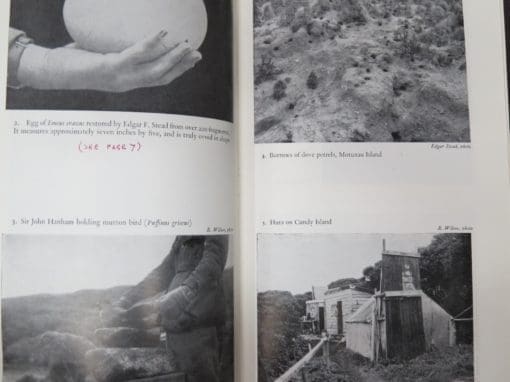 Robert Wilson, Bird Islands of New Zealand - Image 11