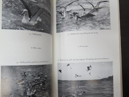 Robert Wilson, Bird Islands of New Zealand - Image 8