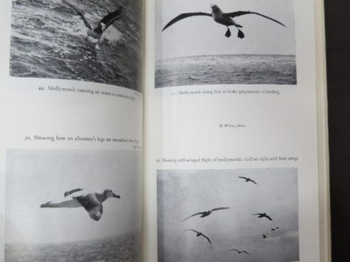 Robert Wilson, Bird Islands of New Zealand - Image 7