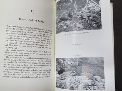 Robert Wilson, Bird Islands of New Zealand - Image 6