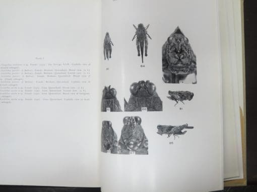 James A. G. Rehn, The Grasshoppers And Locusts (Acrudoidea) of Australia 3 Volumes - Image 18