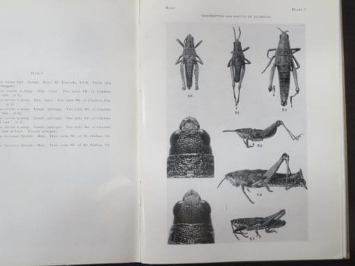 James A. G. Rehn, The Grasshoppers And Locusts (Acrudoidea) of Australia 3 Volumes - Image 12