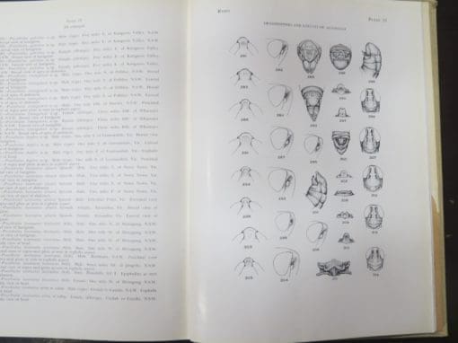 James A. G. Rehn, The Grasshoppers And Locusts (Acrudoidea) of Australia 3 Volumes - Image 4