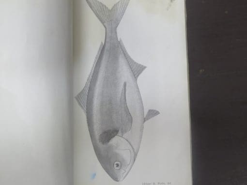 Records of the Canterbury Museum Vol. 1., No. 3. - Image 5