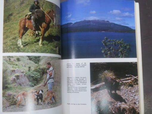 Philip Holden, The Wild Pig In New Zealand - Image 6