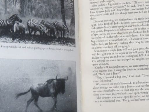 Thomas S. Arbuthnot, Grand Safari - Image 7