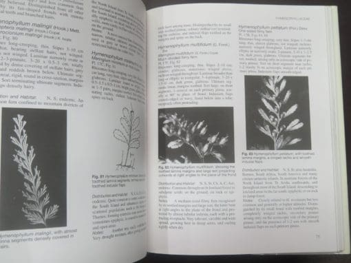 Patrick J. Brownsey, John C. Smith-Dodsworth, New Zealand Ferns and Allied Plants, New Revised Edition - Image 7