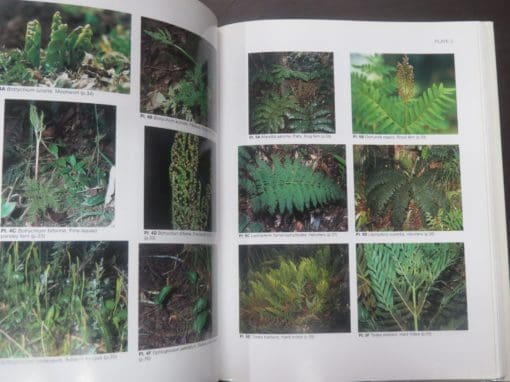 Patrick J. Brownsey, John C. Smith-Dodsworth, New Zealand Ferns and Allied Plants, New Revised Edition - Image 6