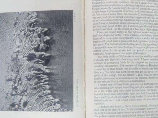 E. Temple-Perkins, Kingdom of the Elephant - Image 5