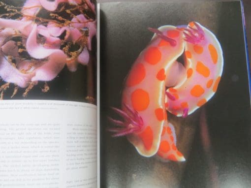 Neil Andrew, Malcolm Francis, eds., The Living Reef, The Ecology of New Zealand's Rocky Reef - Image 10