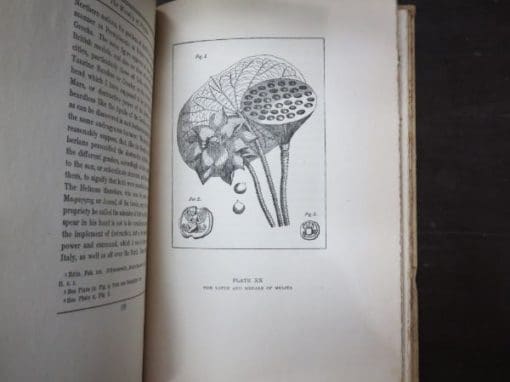 Richard Payne Knight, A Discourse On The Worship Of Priapus, And Its Connection With The Mystic Theology of the Ancients - Image 3