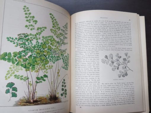 James Britten, European Ferns, Coloured Illustrations from Nature by D. Blair - Image 8
