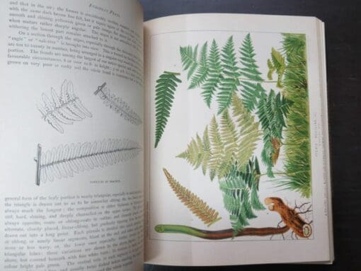 James Britten, European Ferns, Coloured Illustrations from Nature by D. Blair - Image 6