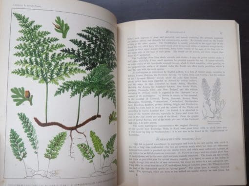 James Britten, European Ferns, Coloured Illustrations from Nature by D. Blair - Image 5