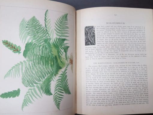 James Britten, European Ferns, Coloured Illustrations from Nature by D. Blair - Image 4