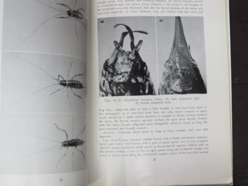 J. T. Salmon, A Revision of the New Zealand Wetas, Anostostominae (Orthoptera : Stenopelmatidae) - Image 4