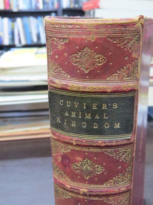 Baron Cuvier, The Animal Kingdom, Arranged After Its Organization, Forming A Natural History Of Animals, And An Introduction To Comparative Anatomy, Illustrated with 500 Engravings on Wood and 36 on Steel, W. H. Allen & Co., London, 1890 reprint, Antiquarian, Illustration, Natural History, Dead Souls Bookshop, Dunedin Book Shop