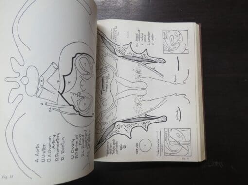Robert Latou Dickinson, Human Sex Anatomy, A Topographical Hand Atlas, Second Edition - Image 6