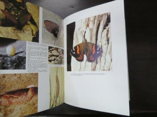 George W. Gibbs, New Zealand Butterflies, Identification And Natural History - Image 7