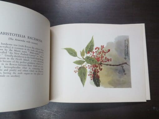 Mabel C. Coleclough, A Books Of New Zealand Flora, For New Zealand Boys And Girls, With Illustrations from or - Image 5