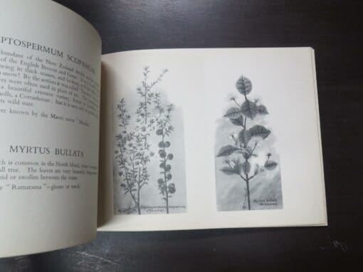 Mabel C. Coleclough, A Books Of New Zealand Flora, For New Zealand Boys And Girls, With Illustrations from or - Image 4