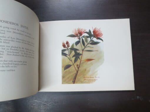 Mabel C. Coleclough, A Books Of New Zealand Flora, For New Zealand Boys And Girls, With Illustrations from or - Image 3