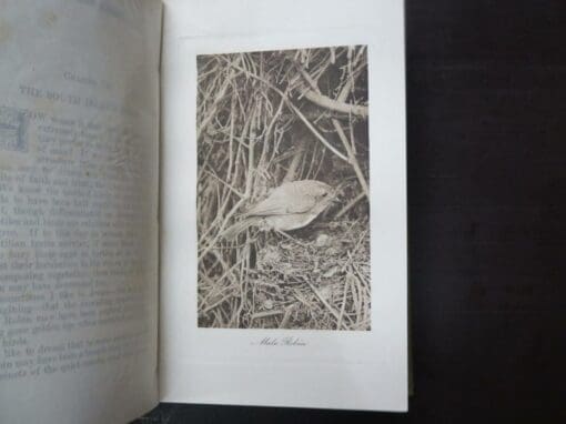 H. Guthrie-Smith, Mutton Birds And Other Birds - Image 6